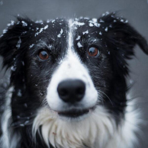 Collare in pelle per cani