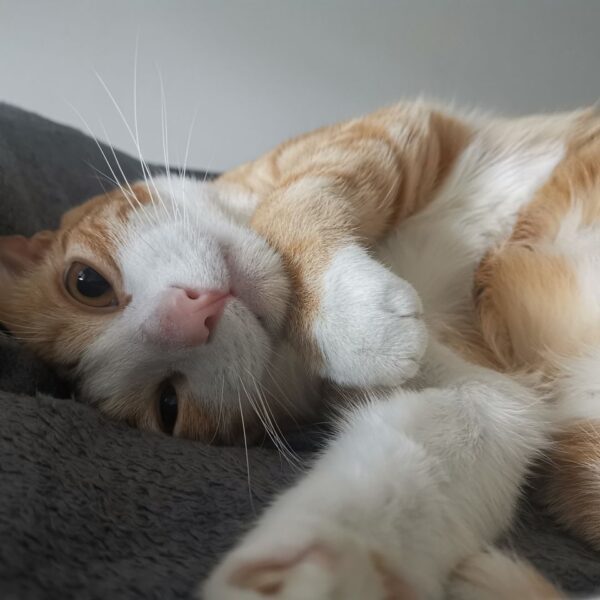 Cuccia in velluto per gatti