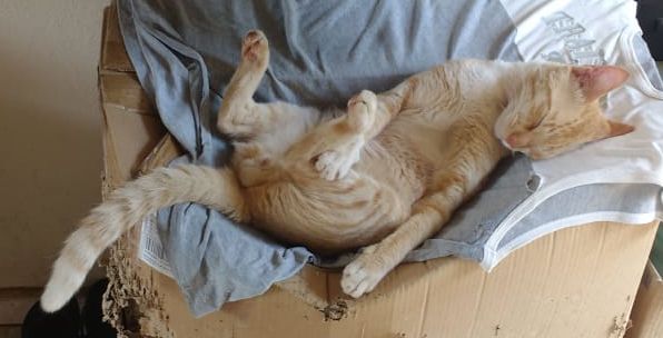 Ciotola in ceramica per gatti