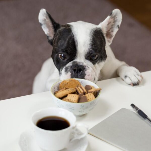 Distributore di snack a sfera per cani