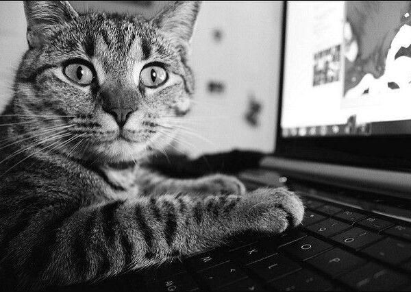 Gioco a forma di topo con catnip per gatti