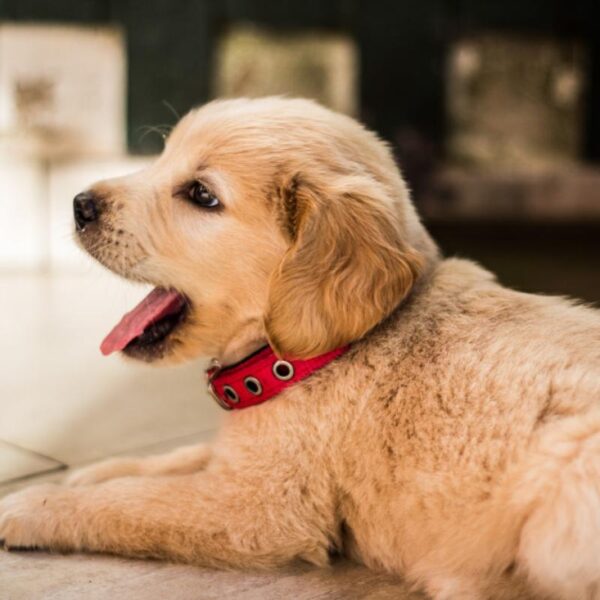 Sacchetti igienici profumati per cani