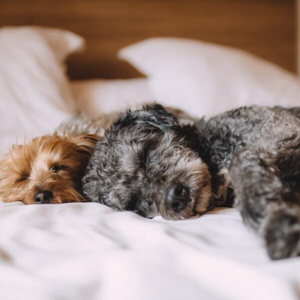 Kit pulizia zampe per cani