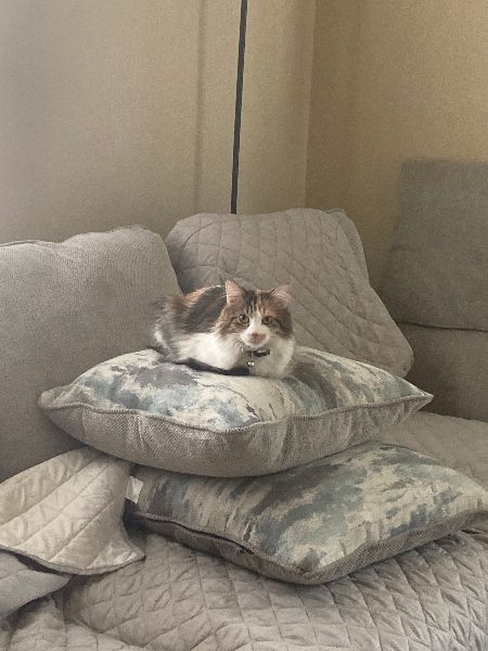 Gioco pallina con campanello per gatti