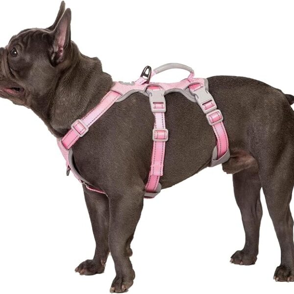 Pettorina imbottita per cani di taglia media